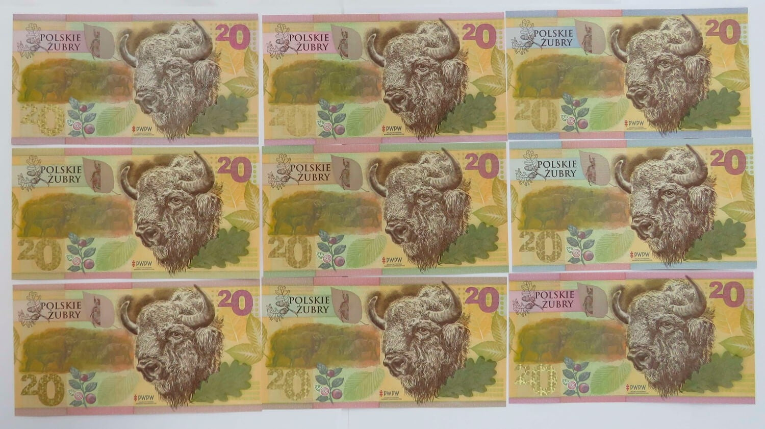 PWPW Żubry 9 szt. - Potęga Podłoża Angielski