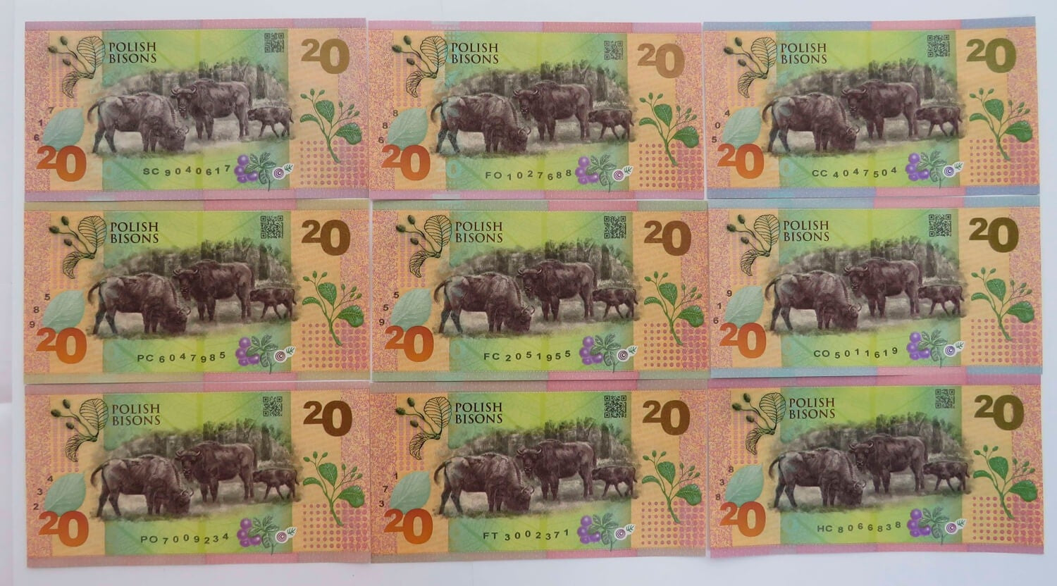 PWPW Żubry 9 szt. - Potęga Podłoża w języku polskim